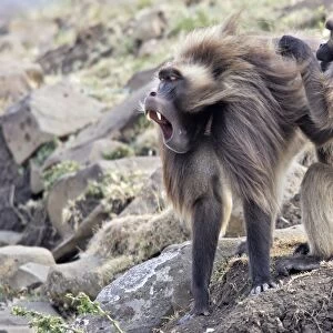 Gelada Baboon - two grooming. Simien mountains - Ethiopia - Africa