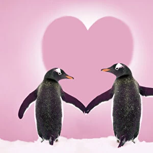 Penguins Postcard Collection: Gentoo Penguin