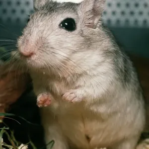 Gerbil Print PM-8646 by Pat Morris Gerbil Print PM-8646 by Pat Morris