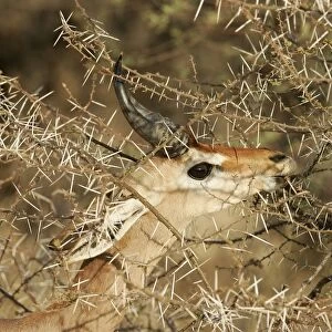 Gerenuk - eating. Samburu National Park - Kenya - Africa