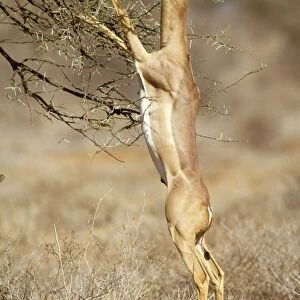 Gerenuk - stretching on hind legs to reach vegetation - Samburu National Reserve - Kenya JFL17178
