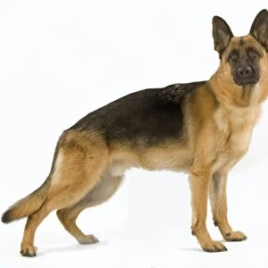 German Shepherd / Alsatian. Also known as Deutscher Schaferhund or Berger Allemand (French)