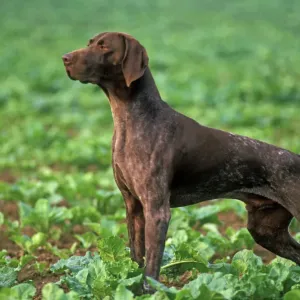 German Short-haired Pointer LA-3057 Print German Short-haired Pointer LA-3057 Print