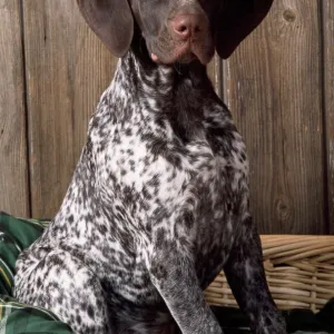 Pointer