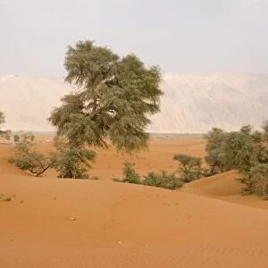 Ghaf Trees - growing in sand dunes - Jebel Hafeet mountain in background - Al Ain - Abu Dhabi - United Arab Emirates