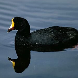 Rallidae Collection: Giant Coot