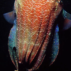Giant Cuttlefish - largest cuttlefish in the world. South Australia