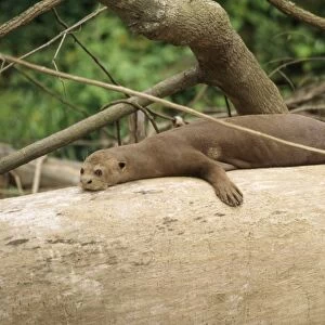 Giant Otter Amazon / Orinoco Basin, Manu National Park, Peru
