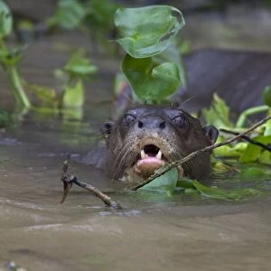 Giant Otter - Pantanal - Brazil