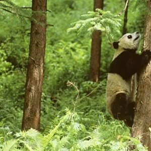 Giant Panda - Climbing tree - Wolong Reserve - Sichuan - China JPF36404