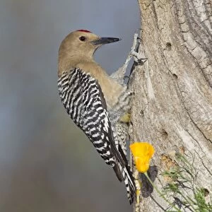 Gila Woodpecker - male - March - southeastern Arizona - USA