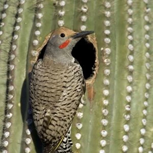 Woodpeckers Glass Frame Collection: Arizona Woodpecker