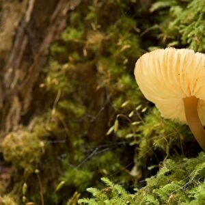 Gilled fungus - beautiful orange coloured gilled fungus grows on a moss-covered tree in lush temperate rainforest - Mount Field National Park, Tasmania, Australia