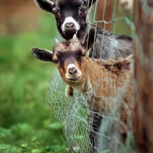 Popular Themes Canvas Print Collection: Goat