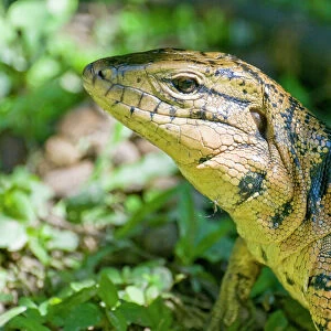 Gold Tegu Lizard - close up of head - Asa Wright Centre - Trinidad