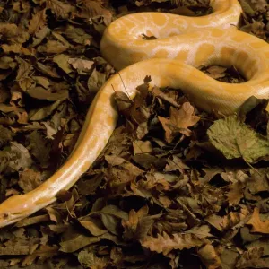 Burmese Python