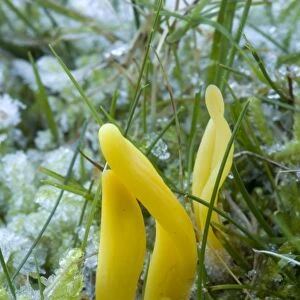Golden spindles in grassland, after heavy frost. Clavulinopsis fusiformis. New Forest