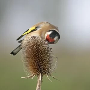 Goldfinch - Feeding on teasel side view Bedfordshire, UK