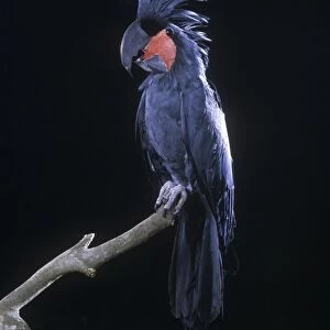 Goliath's Palm Cockatoo
