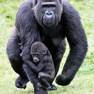 Gorilla - female carrying baby animal, distribution - central Africa, Congo, Zaire, Rwanda