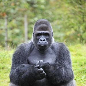 Gorilla - male sitting on haunches, distribution - central Africa, Congo, Zaire, Rwanda