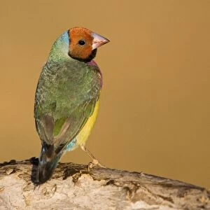 Gouldian Finch red-headed morph perched About 24% of the population are red-headed morphs. Gouldian Finches occur across the Top End from the Kimberley to the far north of Queensland but in much smaller numbers than previously