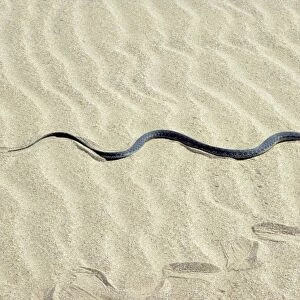 Grass Snake - in sand dunes - near Caspian sea shore - near Krasnovodsk town - Turkmenistan - Spring - April Tm31. 0170(1819)