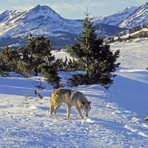 Two Gray Wolves (Canis lupus) in snow near Glacier National Park, MT. Winter. North America