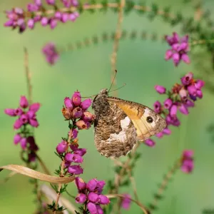 Grayling Butterfly Print (Hipparchia semele) JAB-3375 Grayling Butterfly Print (Hipparchia semele) JAB-3375