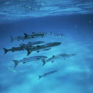 Great Barracuda Print: Sphyraena barracuda Image Great Barracuda Print: Sphyraena barracuda Image