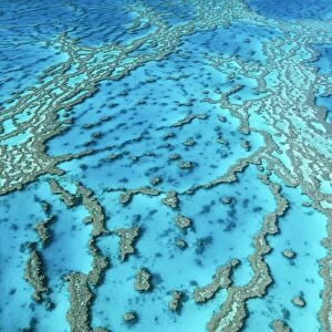 Great Barrier Reef JPF 9528 Hardy reef. Hard coral formations. Queensland Australia. © Jean-Paul Ferrero / ardea. com