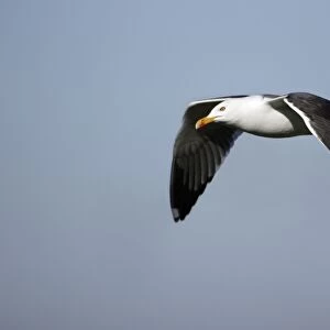 Great Black-back Gull - In flight Isle of Texel, Holland
