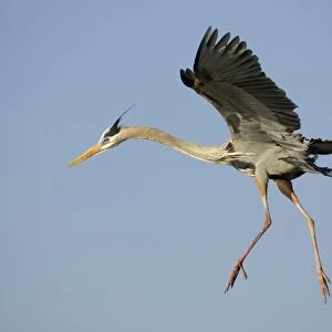 Great Blue Heron - coming in to land Venice Rookery, florida, USA BI000571
