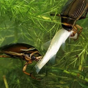 Great diving beetle pair eating small golden orfe