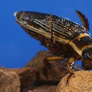 Great Diving Beetle - underwater