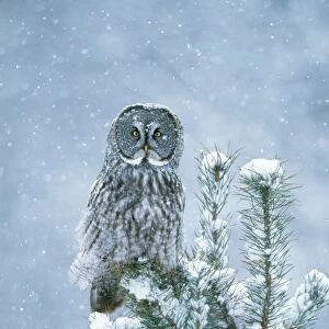 Owls Collection: Great Grey Owl