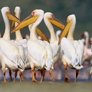 Great White Pelican - group in water - Lake Nakuru National Park, Kenya JFL04964