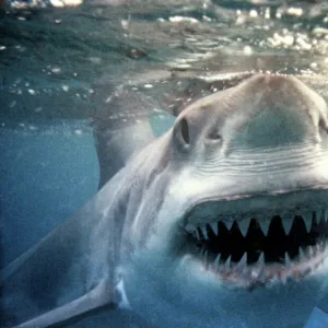 S Collection: Shark