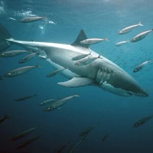 Great White Shark VT 8207 Underwater, side view swimming with fish - South Australia Carcharodon carcharias © Valerie & Ron Taylor / ARDEA LONDON
