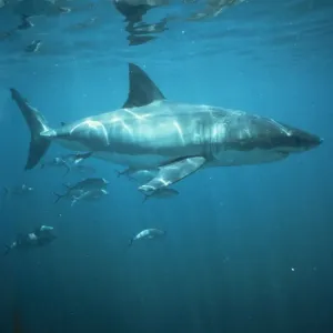 Great White Shark Print VT-3886