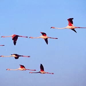 GREATER FLAMINGO - x eight, flock in flight