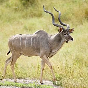 Greater Kudu - Male - Okavango Delta - Botswana