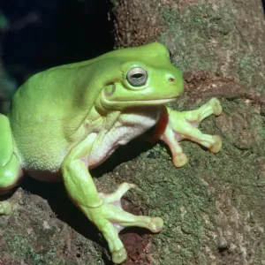 Litoria caerulea Print