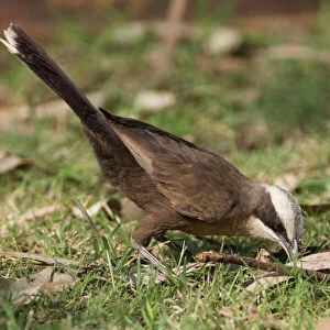 Passerines Collection: Australasian Babblers