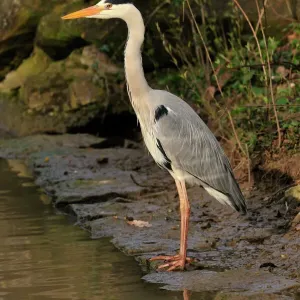 Grey Heron