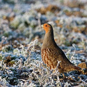 Grey Partridge -male standing in frost covered grassland - February - Gooderstone - Norfolk - UK