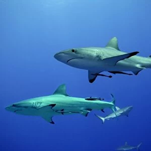 Grey Reef Sharks - Gathering off the North Horn, Osprey Reef, Coral Sea, Australia