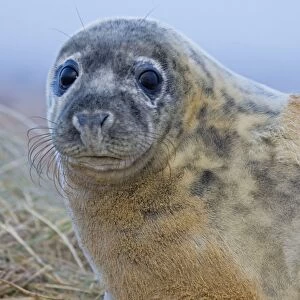 Grey Seal - pup molting - UK