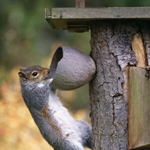 Grey Squirrel On coconut, UK
