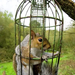 Grey Squirrel trapped inside a squirrel proof bird feeder UK September